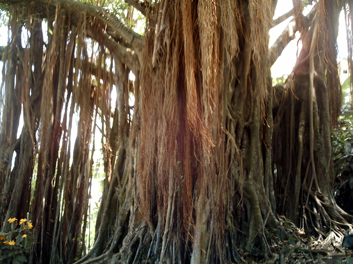 21a - Jardin Tropical 025.jpg